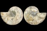 Cut & Polished Ammonite Fossil - Agatized #78330-1